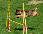 Border Terrier at the site