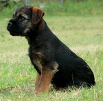 Border Terrier dog Jack