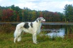 Borzoi dog at lake