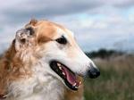 Borzoi dog face