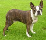 Boston Terrier Lucky