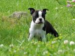 Boston Terrier on the meadow