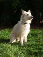 Bouvier des Ardennes