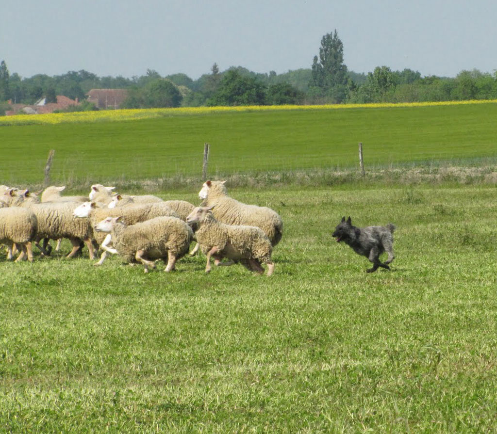 Bouvier des Ardennes and sheep wallpaper