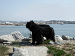 Bouvier des Flandres in the port