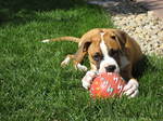 Boxer and his toy