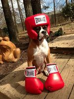 Boxer Boxing Day