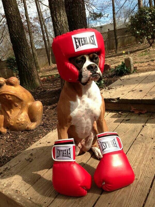 boxer-boxing-day-wallpaper.jpg