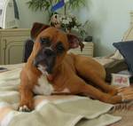 Boxer on the bed