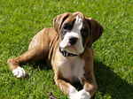 Boxer on the grass