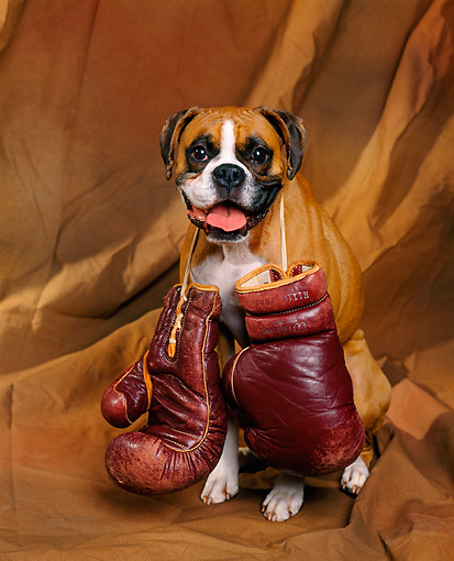 Boxer portrait фото