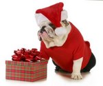 Boxing Day Bulldog