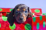 Boxing Day Dachshund