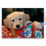 Boxing Day Golden Retriever puppy