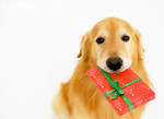 Boxing Day Golden Retriever