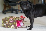 Boxing Day pug