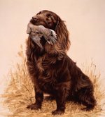 Boykin Spaniel and fowl