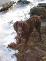 Boykin Spaniel near the water