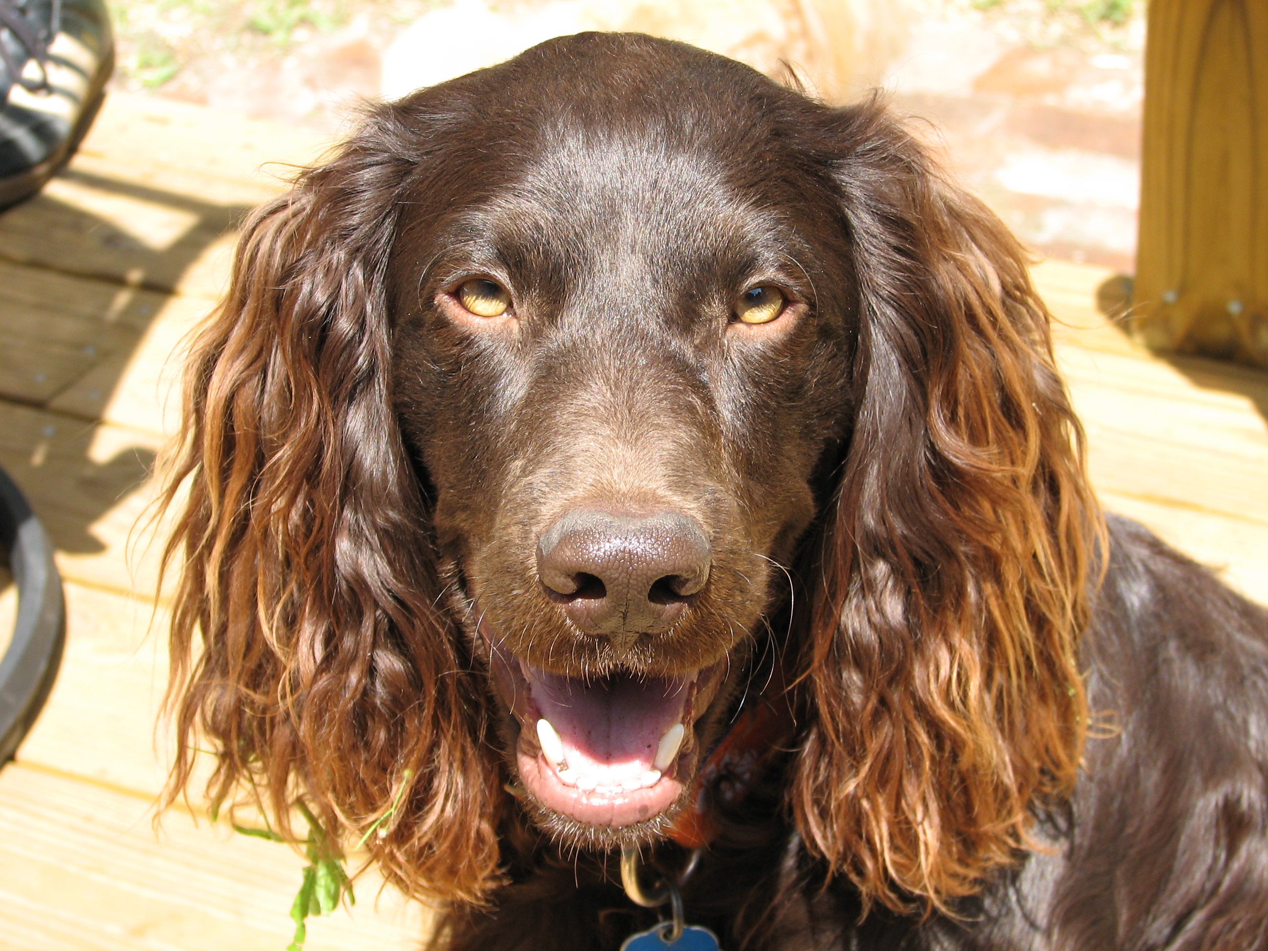 Boykin Spaniel wallpaper