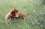 Bracco Italiano in the grass