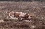 Bracco Italiano in search