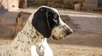 Braque du Puy dog face