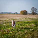 Braque Francais in the field