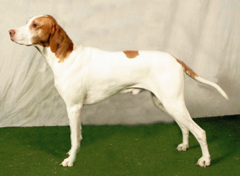 Braque Saint-Germain dog on the dog show wallpaper