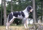 Brave Bleu de Gascogne Grand dog