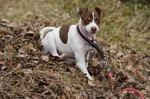 Brazilian Terrier in the autumn forest