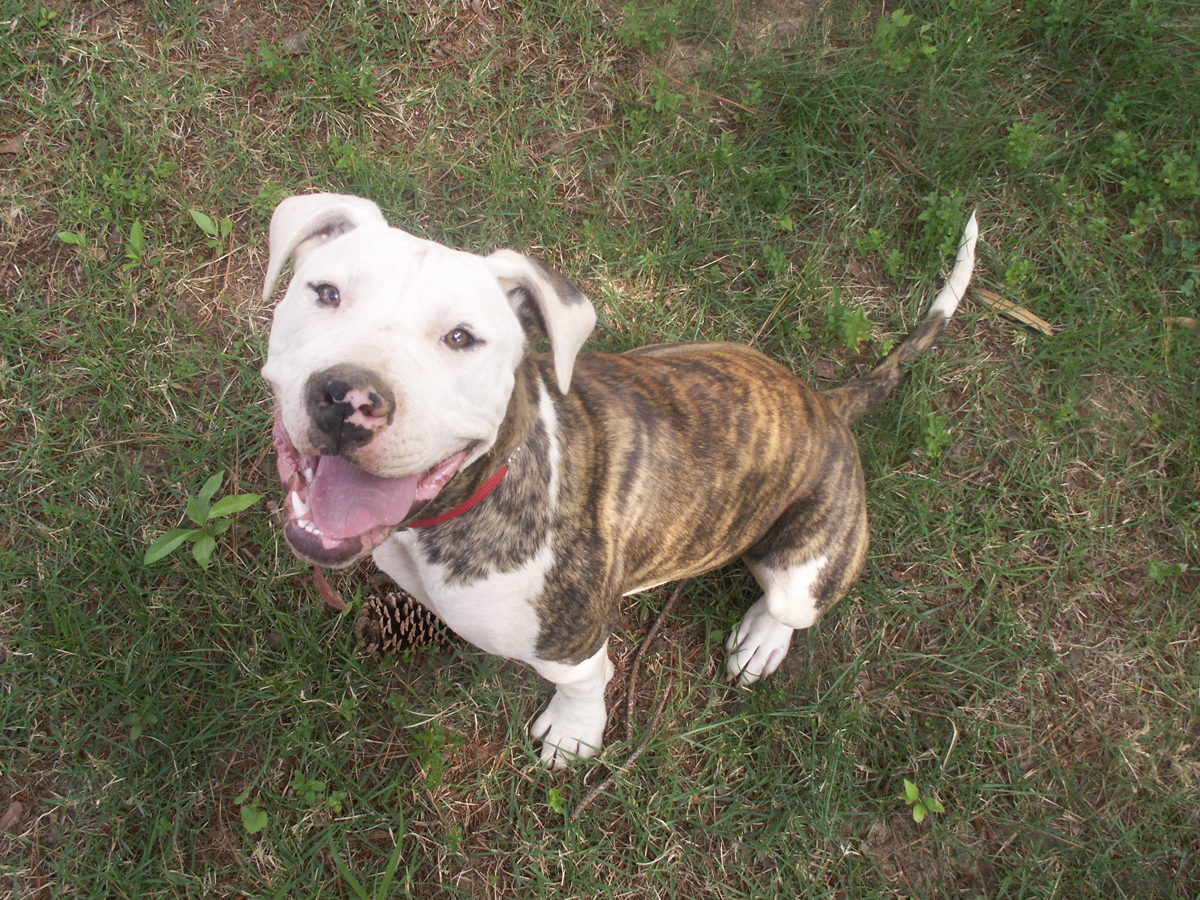 American Brindle Bulldog