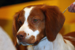 Brittany dog face