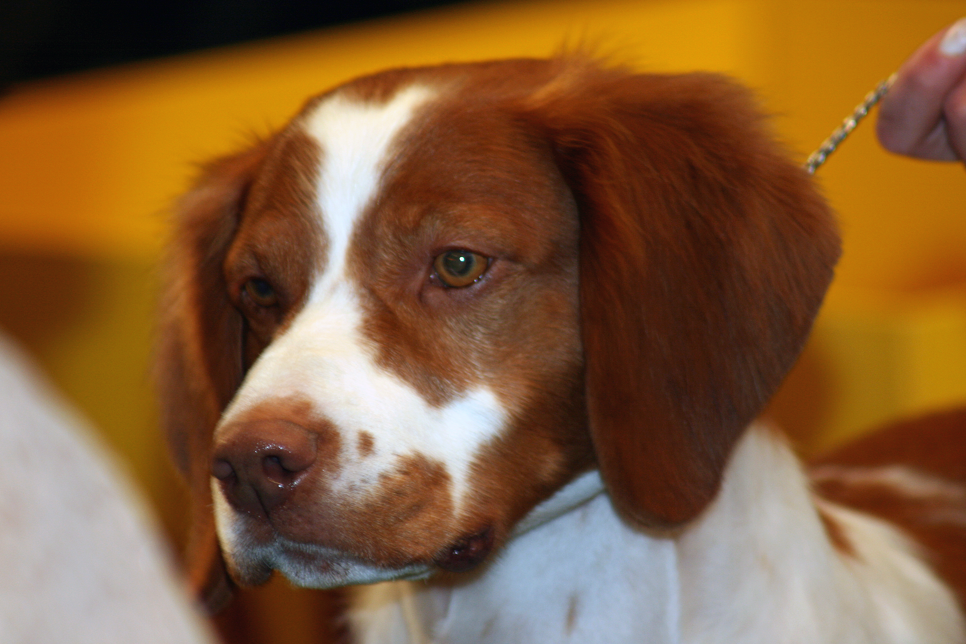Brittany dog face wallpaper
