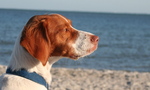 Brittany dog on the seaside