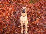 Broholmer dog on the leaves