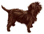 Brown Affenpinscher