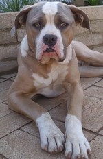 Brown American Bulldog