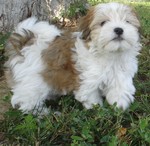 Brown and white Havanese dog 