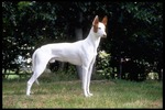 Brown and White Ibizan Hound dog