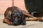 Brown Bavarian Mountain Hound dog