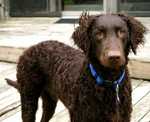 Brown Curly Coated Retriever dog