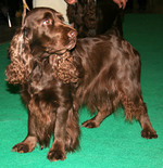 Brown Field Spaniel dog 