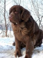 Brown Moscow Water Dog