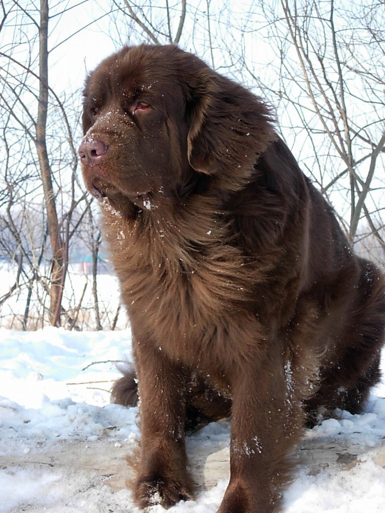 Коричневая московская водяная собака фото