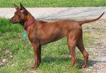 Brown Phu Quoc ridgeback dog