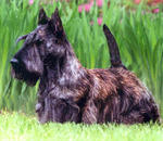 Brown Scottish Terrier dog