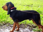 Bruno Jura Hound on a walk