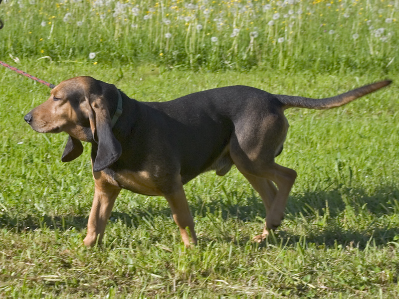 Bruno Jura Hound wallpaper