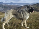 Bucovina Shepherd Dog in the mountains