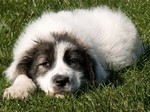 Bucovina Shepherd puppy on the rest